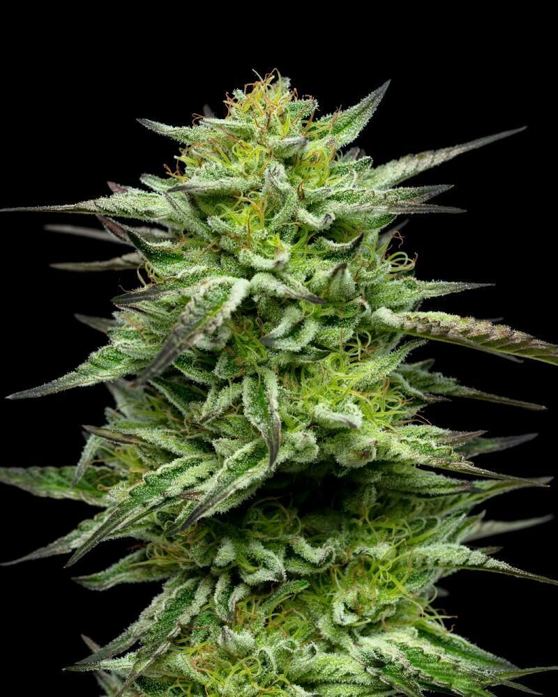 Mountaintop Mint, Фасовка: 3